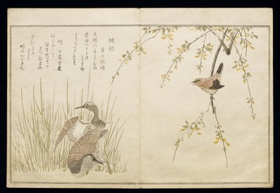 S.332-1946 Vol.1 f.5 Wren and pair of Snipe, z alba 