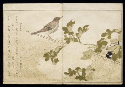 S.332-1946 Vol.2 f.2 Manchurian Great Tit and a Robin, z alba 