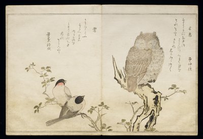 S.332-1946 Vol.2 f.4 An Owl and two Eastern Bullfinches, z alba 