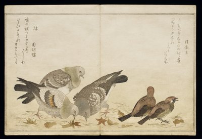 S.332-1946 Vol.2 f.5 Three Pigeons and two Finches, z alba 
