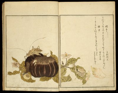 Obrázková kniha: Obrázková kniha: Vybraný hmyz (Ehon mushi erabi) od Kitagawa Utamaro