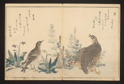 Křepelka a skřivan od Kitagawa Utamaro