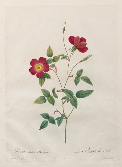 Rosa Indica Stelligera od Kitagawa Utamaro