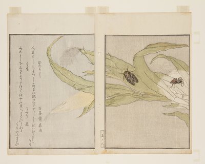 Pavouk (kumo) a večerní cikáda (higuraši) (barevný dřevotisk) od Kitagawa Utamaro
