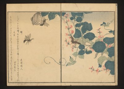 Vosy a chlupatá housenka na arrowroot od Kitagawa Utamaro