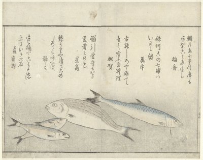 Čtyři ryby od Kitao Masayoshi