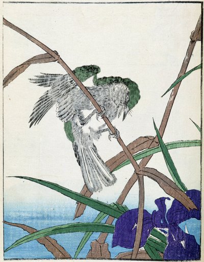 Pták na stromě. Japonská kresba Kitao Kosuisai od Kitao Shigemasa
