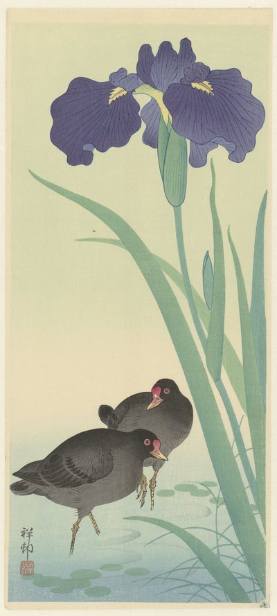 Moorhens an Irises (barevný dřevoryt) od Ohara Koson