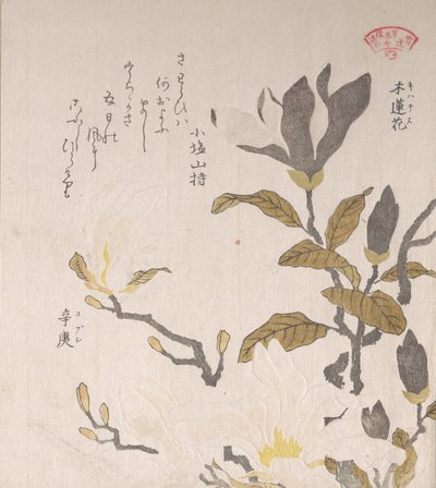Magnolia Flowers, 19. století. od Kubo Shunman
