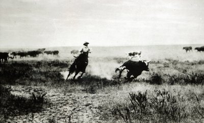 Kovboj na koni lasem tele (foto bw) od L.A. Huffman