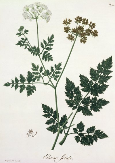 Aethusa Cynapium z „Phytographie Medicale“ od Josepha Roquese (1772-1850), vydaného v roce 1821 od L.F.J. Hoquart