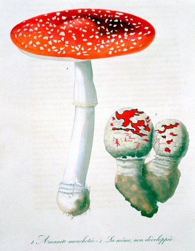 Amanita Muscaria muchomůrka, 1821 od LFJ Hoquart