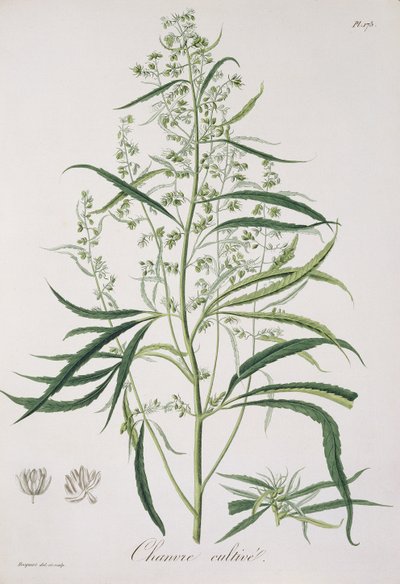 Cannabis Sativa z „Phytographie Medicale“ od Josepha Roquese (1772-1850), vydaného v roce 1821 od L.F.J. Hoquart