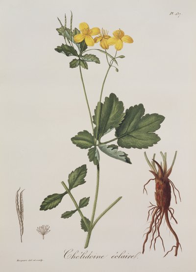Chelidonium Majus z Photographie Medicale od Josepha Roquese (1772-1850), vydaného v roce 1821 od L.F.J. Hoquart