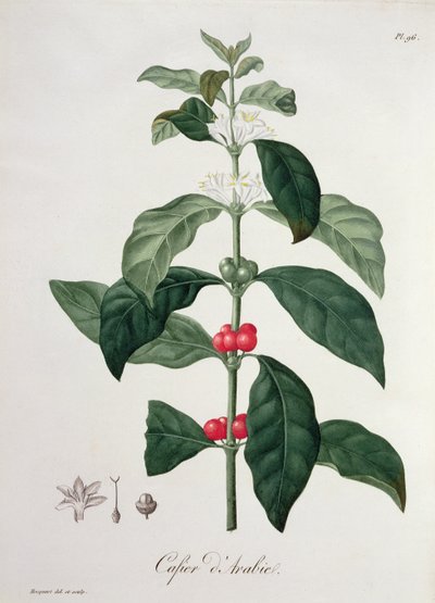 Coffea Arabica z 