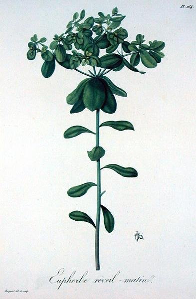 Euphorbia Helioscopia z 