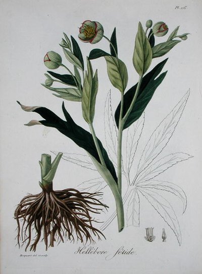 Helleborus Foetidus z 