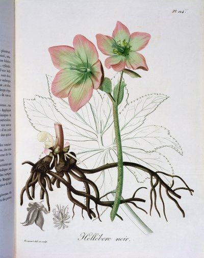Helleborus Niger z „Phytographie Medicale“ od Josepha Roquese (1772-1850), vydaného v roce 1821 od L.F.J. Hoquart