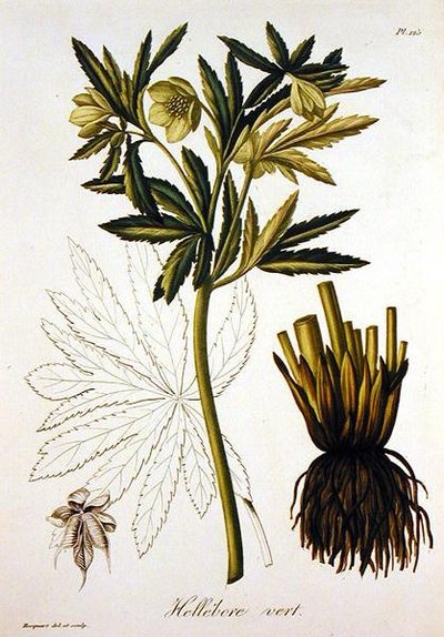 Helleborus Viridis z 