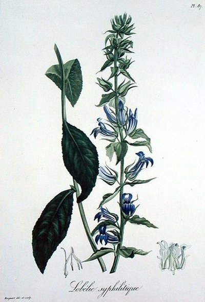 Lobelia Siphilitica z 