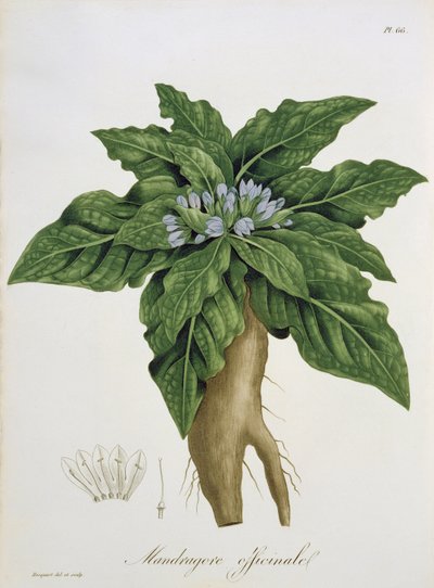 Mandragora Officinarum z knihy "Phytographie Medicale" od Josepha Roquese (1772-1850), vydané v roce 1821. od L.F.J. Hoquart