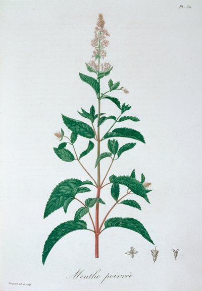 Mentha Piperita Peppermint, 1821 od LFJ Hoquart
