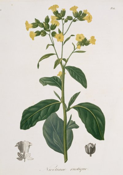 Nicotiana z knihy "Phytographie Medicale" od Josepha Roquese (1772-1850), vydané v roce 1821. od L.F.J. Hoquart