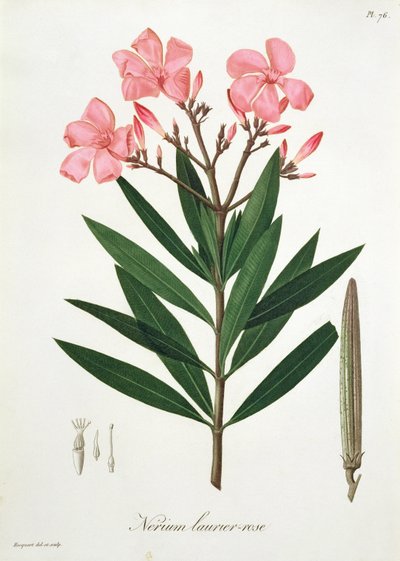 Oleandr z knihy "Phytographie Medicale" od Josepha Roquese (1772-1850), vydané v roce 1821. od L.F.J. Hoquart