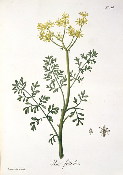 Rue z „Phytographie Medicale“ od Josepha Roquese (1772-1850), vydaného v roce 1821 od L.F.J. Hoquart