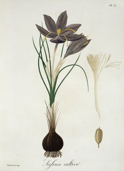 Šafrán krokusový z knihy "Phytographie Medicale" od Josepha Roquese (1772-1850), vydané v roce 1821. od L.F.J. Hoquart