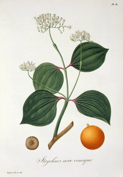 Strychnos nux vomica z „Phytographie Medicale“ od Josepha Roquese (1772-1850), vydaného v roce 1821 od L.F.J. Hoquart