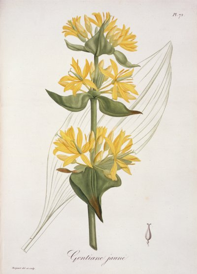Žlutý hořec z „Phytographie Medicale“ od Josepha Roquese (1772-1850), vydaného v roce 1821 od L.F.J. Hoquart