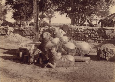 Býci s ornamentálními řezbami z boku, Warangal, Hyderabad, Deccan od Lala Deen Dayal