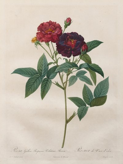 Růže: Rosa Gallica Purpurea Velutina Parva, 1817-1824. od Langlois