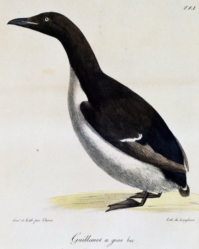 Brunnichův Guillemot z Voyage pittoresque autour du monde od Langlume Langlume