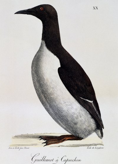 Guillemot obecný (Uria aalge), z Voyage pittoresque autour du monde od Langlume Langlume