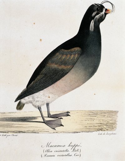 Auklet chocholatý (Aethia cristatella), z Malebné cesty kolem světa od Langlume Langlume