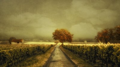 Podzimní cesta vinicemi od Lars van de Goor †