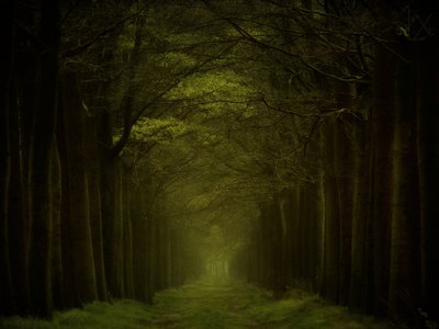 Cesta temným lesem od Lars van de Goor †