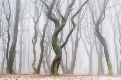 Tajemný zimní les od Lars van de Goor †