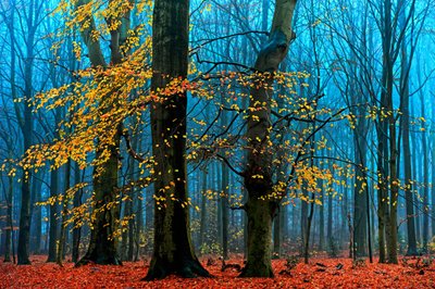  od Lars van de Goor †