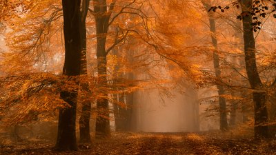 Zamlžená podzimní lesní stezka od Lars van de Goor †