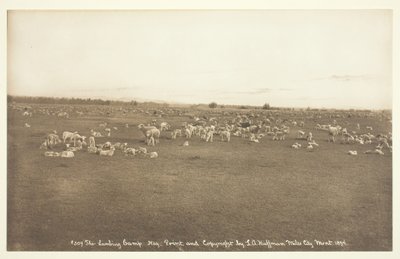 The Lambing Camp, 1894. od Laton Alton Huffman