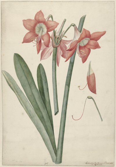 Amaryllis Haoorthia Margaritiferas od Laurens Jacobsz. van der Vinne