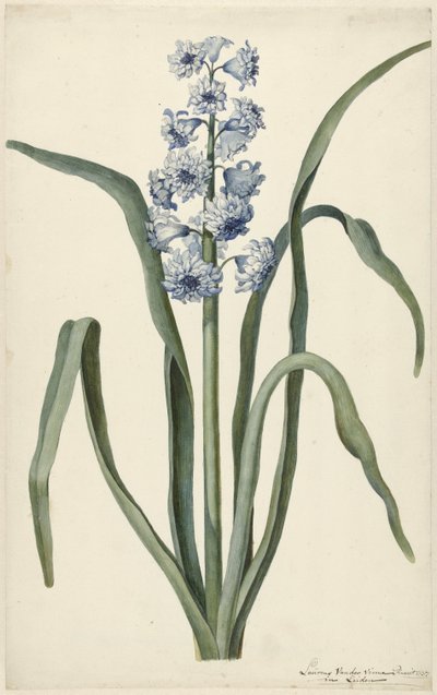 Hyacint od Laurens Jacobsz. van der Vinne