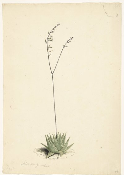 Kvetoucí aloe od Laurens Vincentsz. van der Vinne