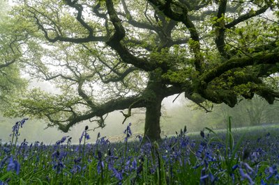 Ancient Greens, 2025 (foto) od Lee Cooper
