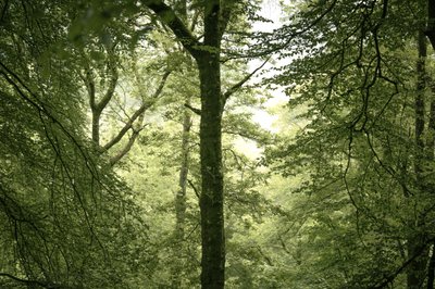 Branchline, 2024 (foto) od Lee Cooper
