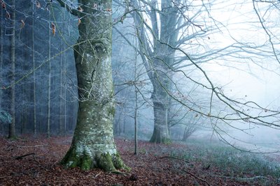 Mosslight, 2023 (foto) od Lee Cooper