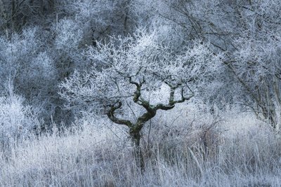 Oldwood Echo, 2022 (foto) od Lee Cooper